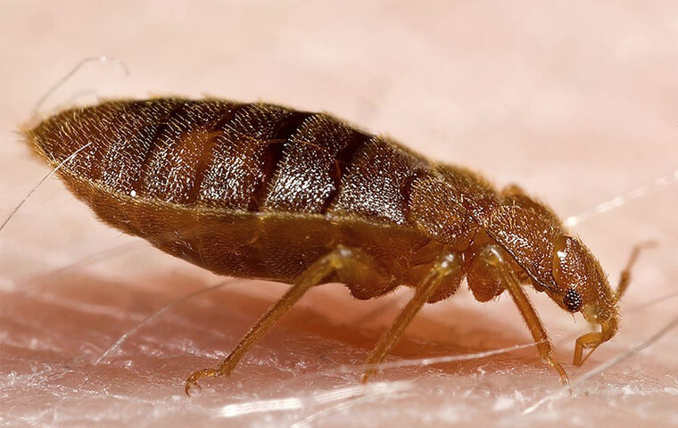 a flea crawling on pet hair in lakewood new jersey