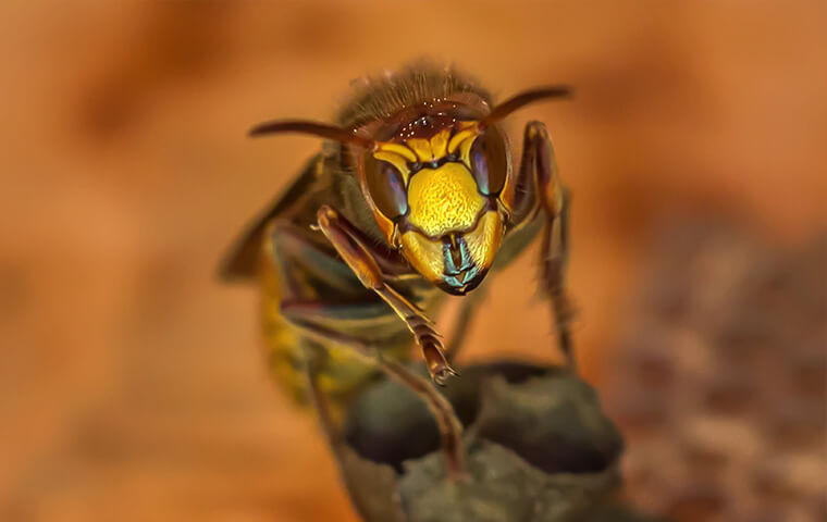 a hornet on a nest outside of a home in lakewood new jersey