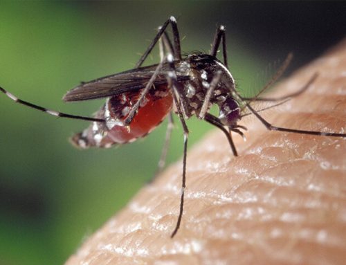 Lakewood Homeowners’ Guide To Effective Mosquito Control