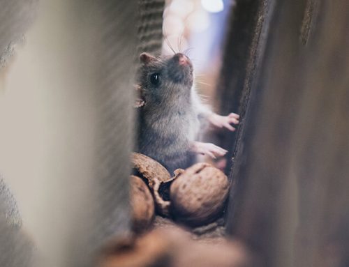 How To Get Rid Of These Pesky Mice In Lakewood
