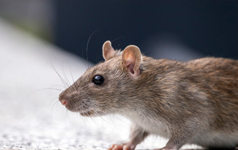 Norway Rats: Control & Prevention Information for Rats