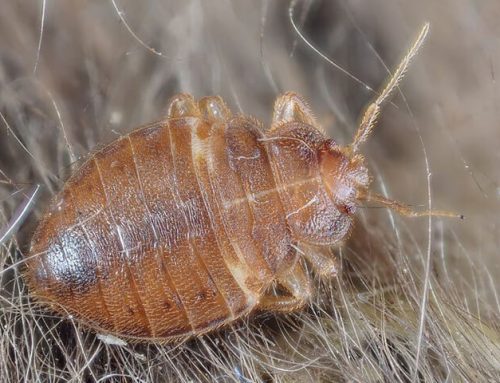 Why You Should Call The Pros About Bed Bugs In Your Lakewood Home