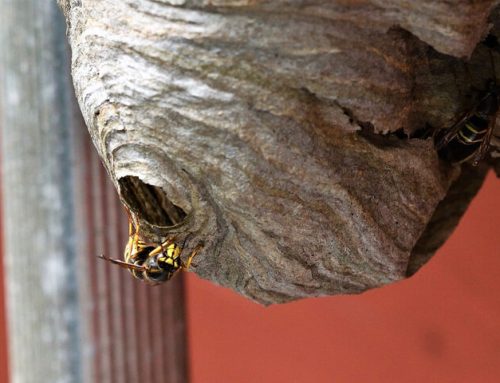 The Key To Keeping Your Lakewood Property Wasp-Free