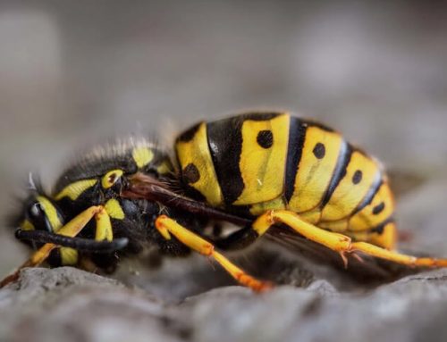 What You Can Do To Minimize Wasps Around Your Lakewood Home